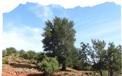 El Gremio se suma a CERATOPIA para impulsar nuevos productos de panadería y pastelería con la algarroba